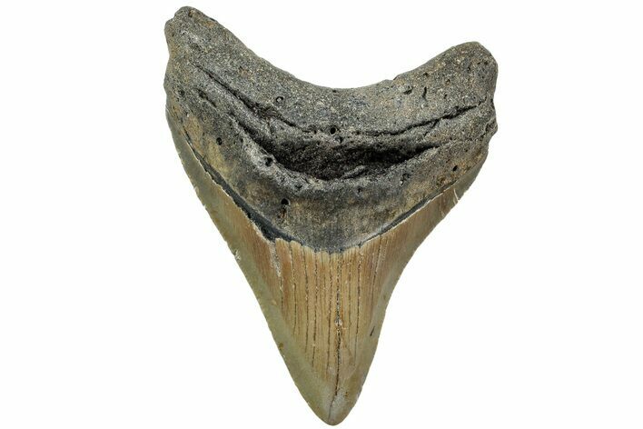Fossil Megalodon Tooth - North Carolina #225805